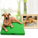 Pet Dog Cat bobblehead fully custom from head to toe